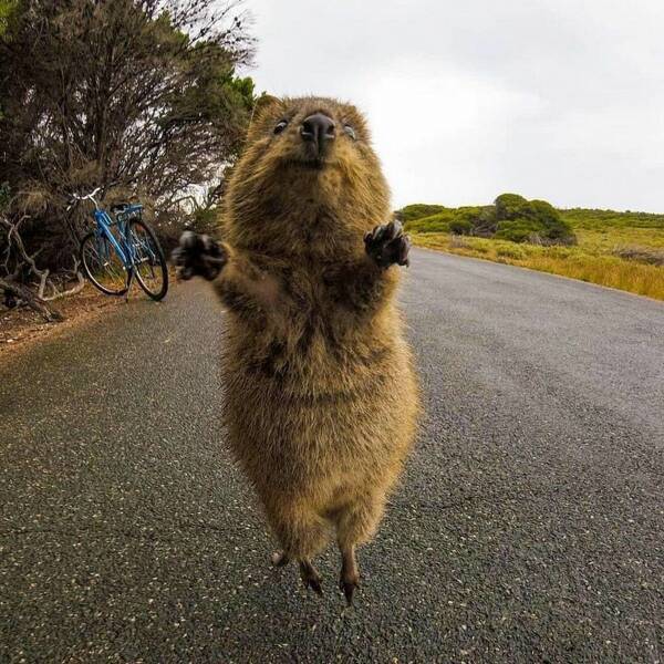 allhail quokka